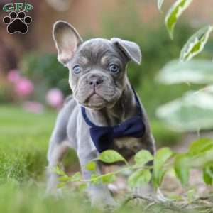Moore, French Bulldog Puppy